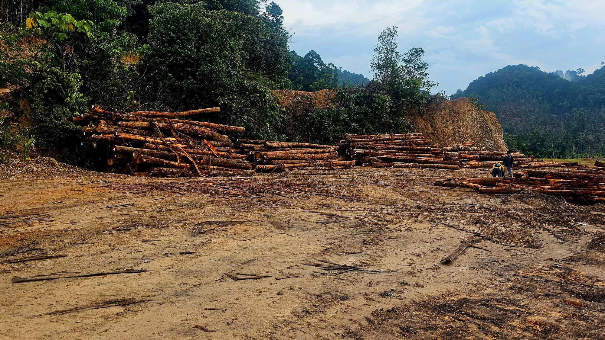 Timber logging operation in Malaysia